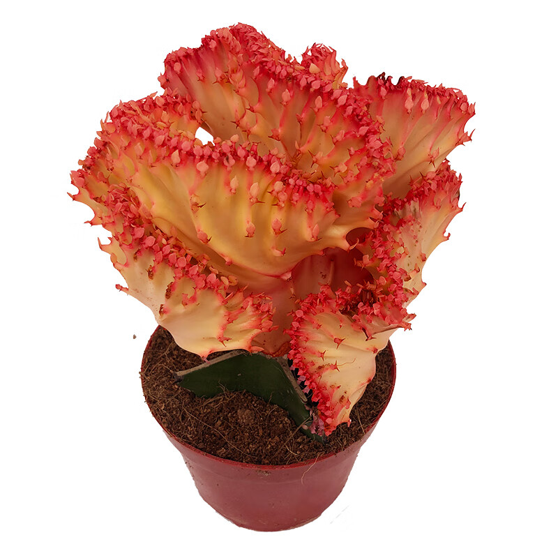 黄金麒麟植物 彩色麒麟盆栽  红龙骨 五指山 玉麒麟花卉 大型玉麒麟