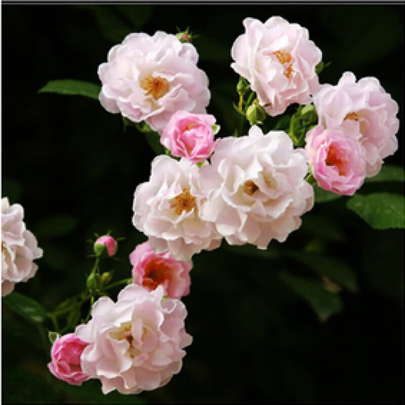 �����ļ����� Ǿޱ����õ���ٱ����� ������������ֲ����ǽ�� Ǿޱ�崿200��+��