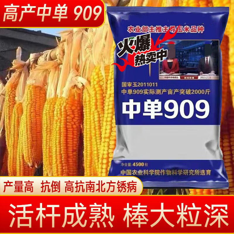 国审中单909高产双胞胎玉米种子批发矮杆春夏播红轴大棒苞米【4500粒*