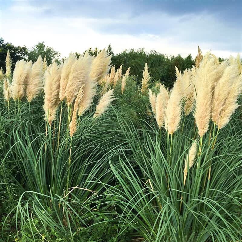 花嫁衣龙马园艺花园矮蒲苇盆栽花苗庭院花镜观赏草多年生四季常绿耐寒