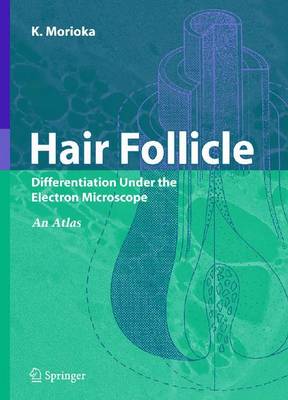 预订 hair follicle