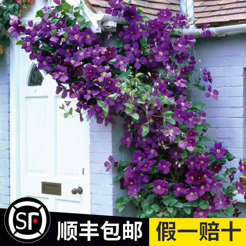 铁线莲爬藤植物庭院耐寒绿植花卉盆栽苗乌托邦银币阳台四季开花 波兰