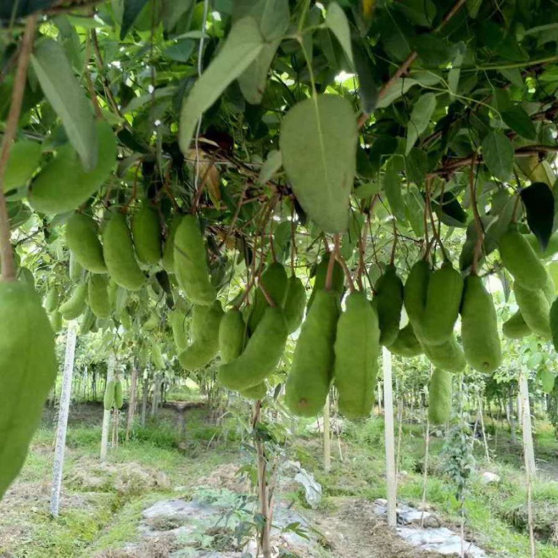 祉鹿 正宗八月瓜果树苗野生八月炸瓜苗四季种植南方八月瓜树苗当年