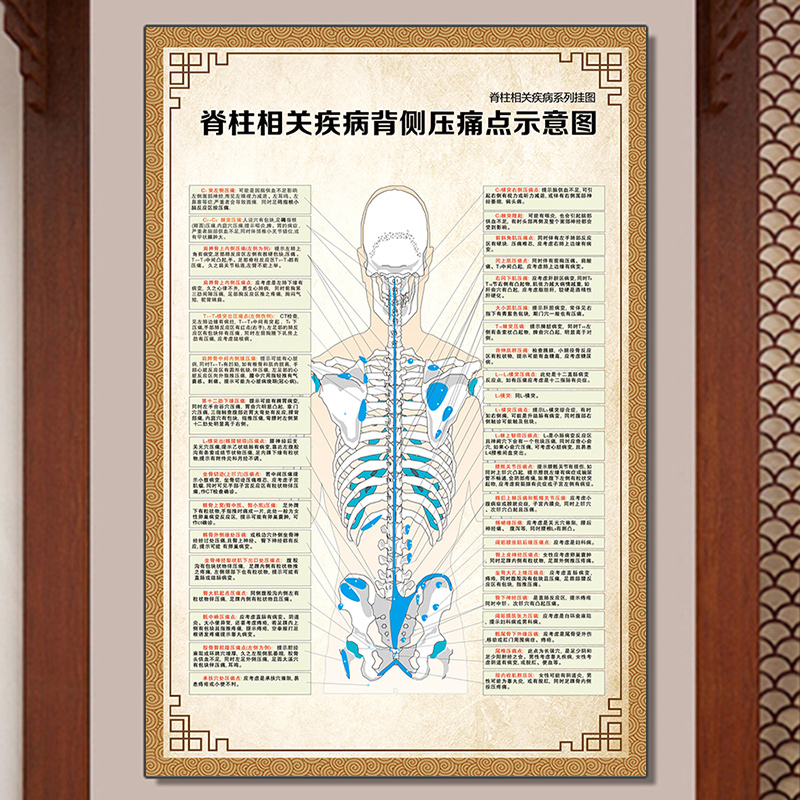 结构图全身器官十二经络穴位图骨骼示意图 脊椎相关疾病背侧压痛点