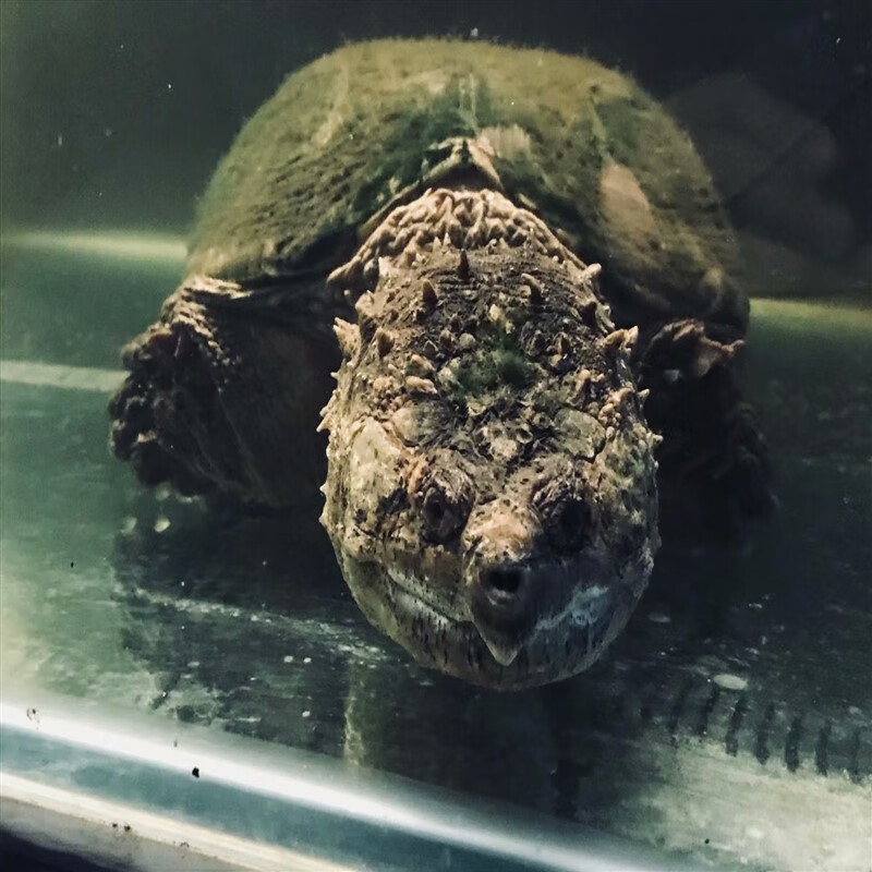 佛罗里达原种公【巨头兽】活体宠物观赏纯佛爆刺小鳄龟苗 巨头兽普通