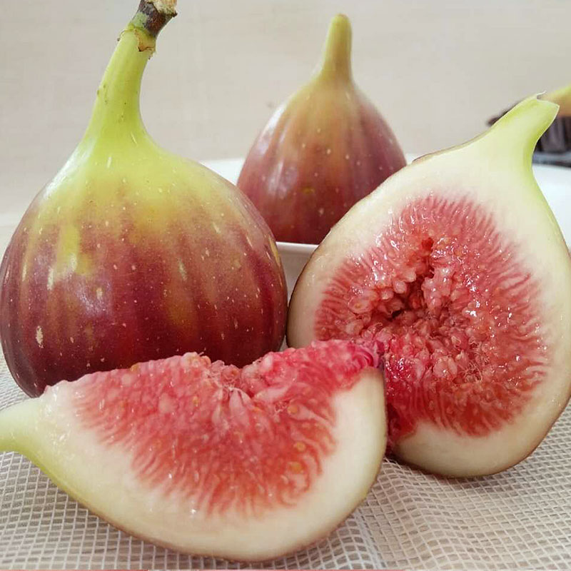 璋玖牯云南紫皮无花果(顺丰空运)现摘现发新鲜应季热带水果产地直发 1