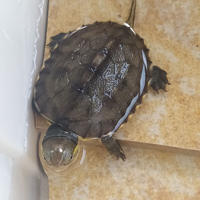 纯正黄喉拟水北石龟石金钱观赏龟皖南三黄小青龟苗活体宠物龟 2-3厘米