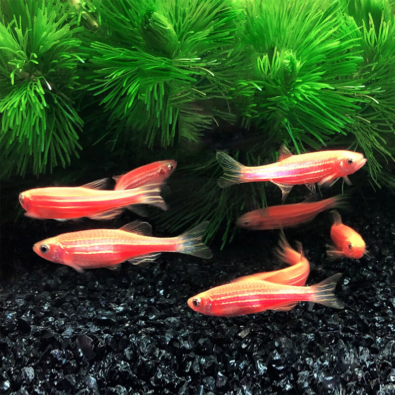 森悠(saryor)红蓝斑马鱼冷水鱼热带观赏灯科鱼活体练手新手金鱼小型