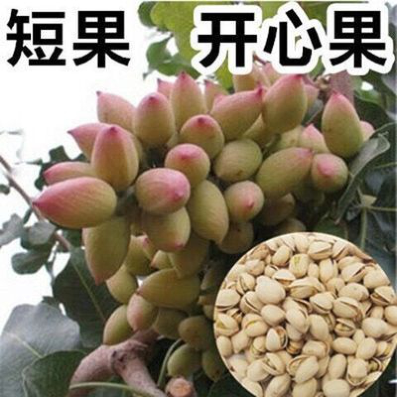 南北方种植果苗当年结果开心果树苗盆栽地栽 短果 十年大苗果实吃不完