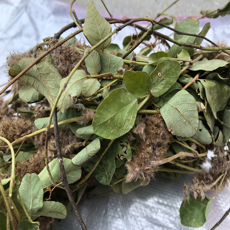 朗透  纯野生狸尾草干货1200克羊咩香草药煲水煲汤滋补养生 60克(挑