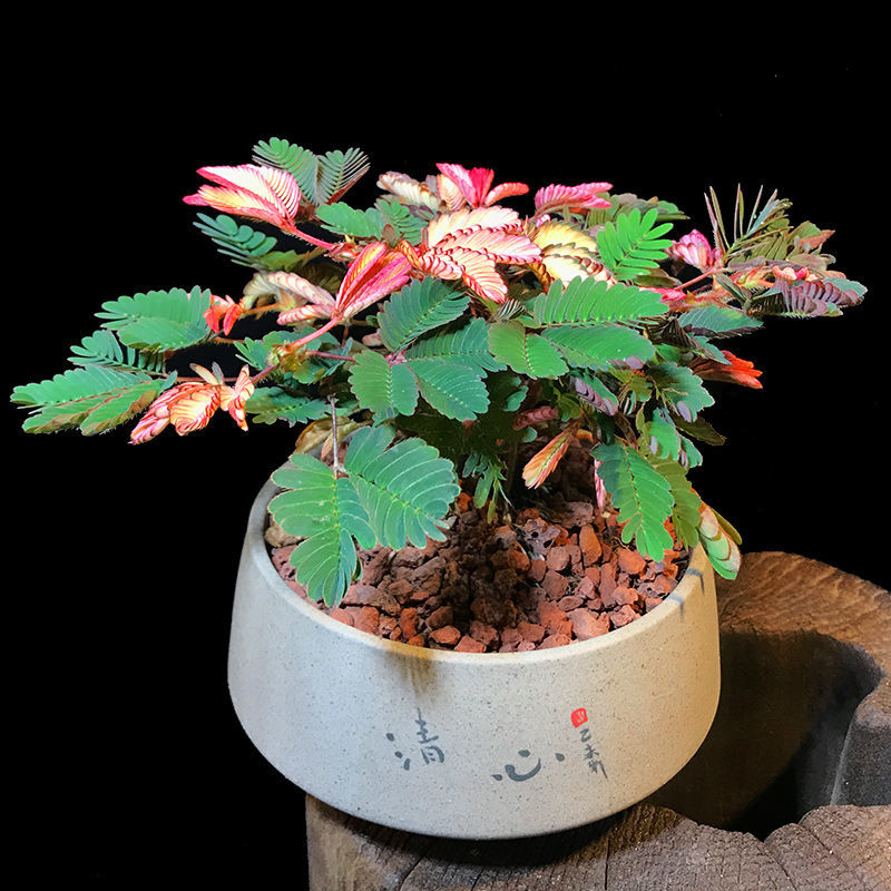 种害羞草种子四季花卉种子阳台盆栽花种籽 多彩含羞草种籽120粒】