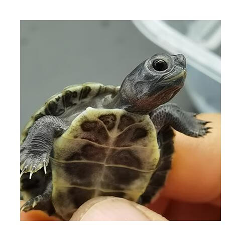 变异魔眼黑化巴西龟苗悖论深水鱼缸吃粪好养宠物观赏小乌龟活物 魔眼