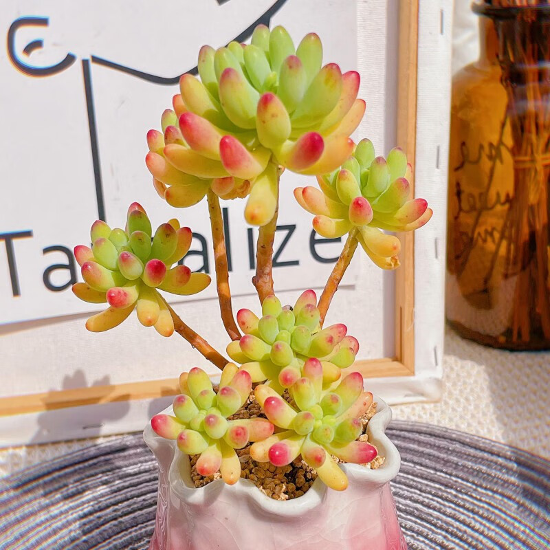 果冻乙女心新手好养云南多肉室内阳台办公室肉肉植物高品质 乙女心小