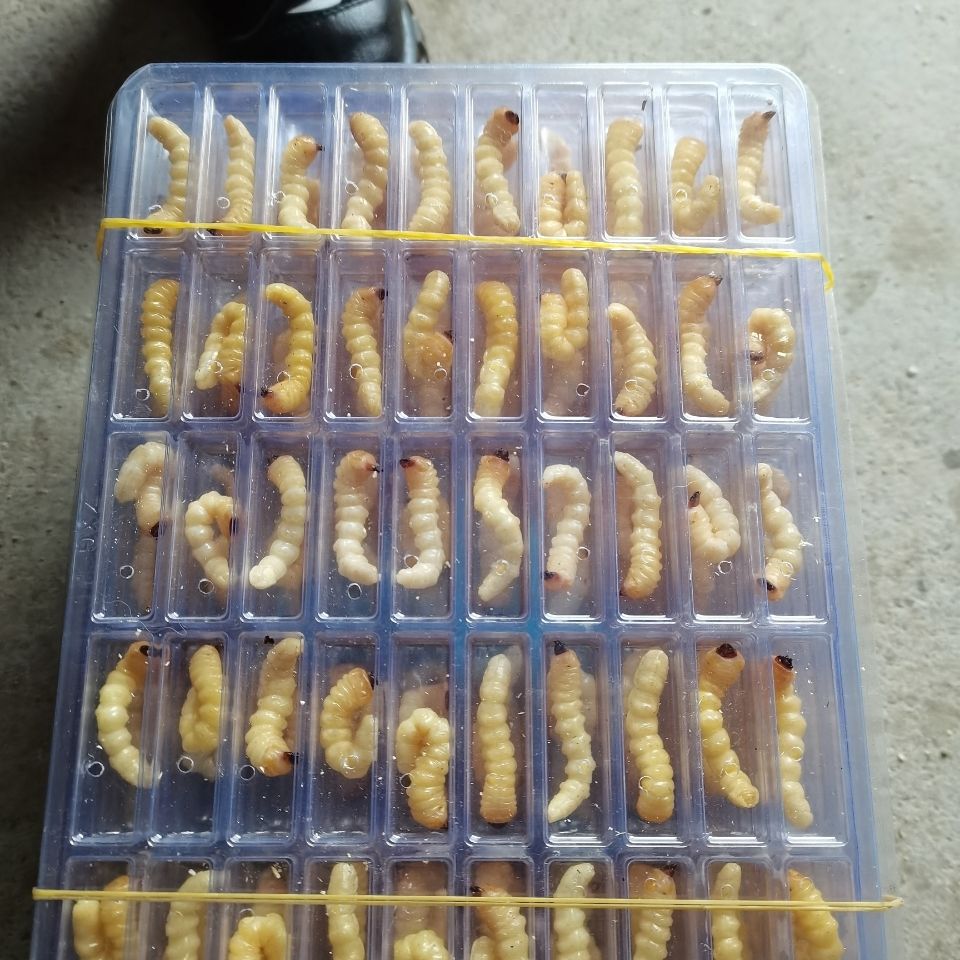 山头林村松树野生柴虫鸟食活体虫大量批发零售虫新鲜定制 大头小号 50