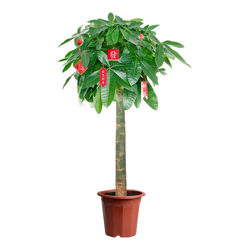 发财树客厅盆栽大招财办公室大型绿植植物花卉好养室内开业 1-1.3米原盆 含盆 55.8元