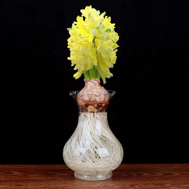 花色生香风信子种球水培植物四季开花秋冬耐寒花卉盆栽土培易种活