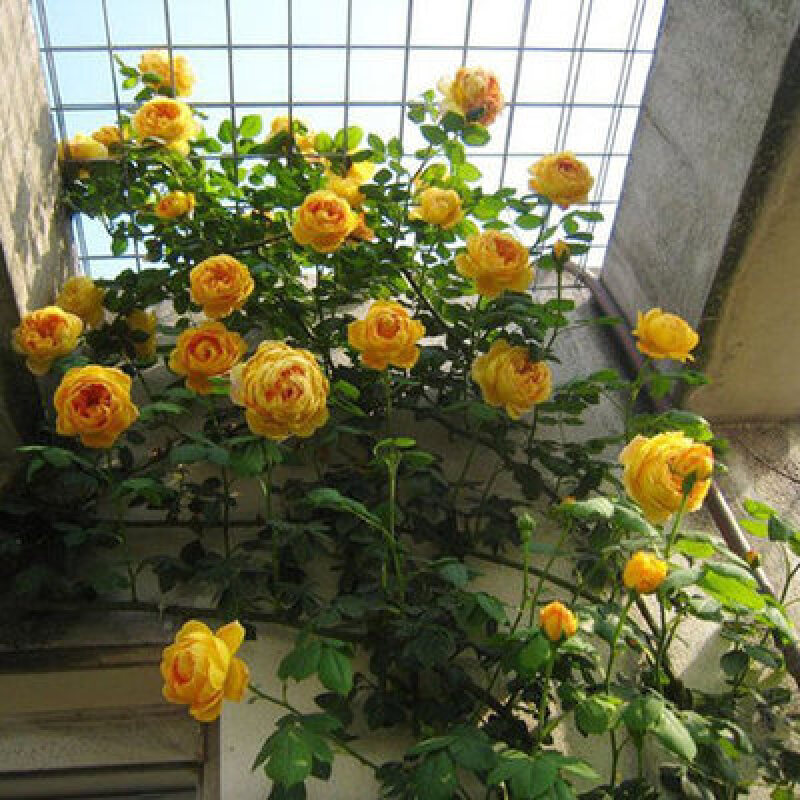 花询 阳台攀援月季 黄金庆典 蔷薇花苗盆栽 阳台藤本月季花苗 多季