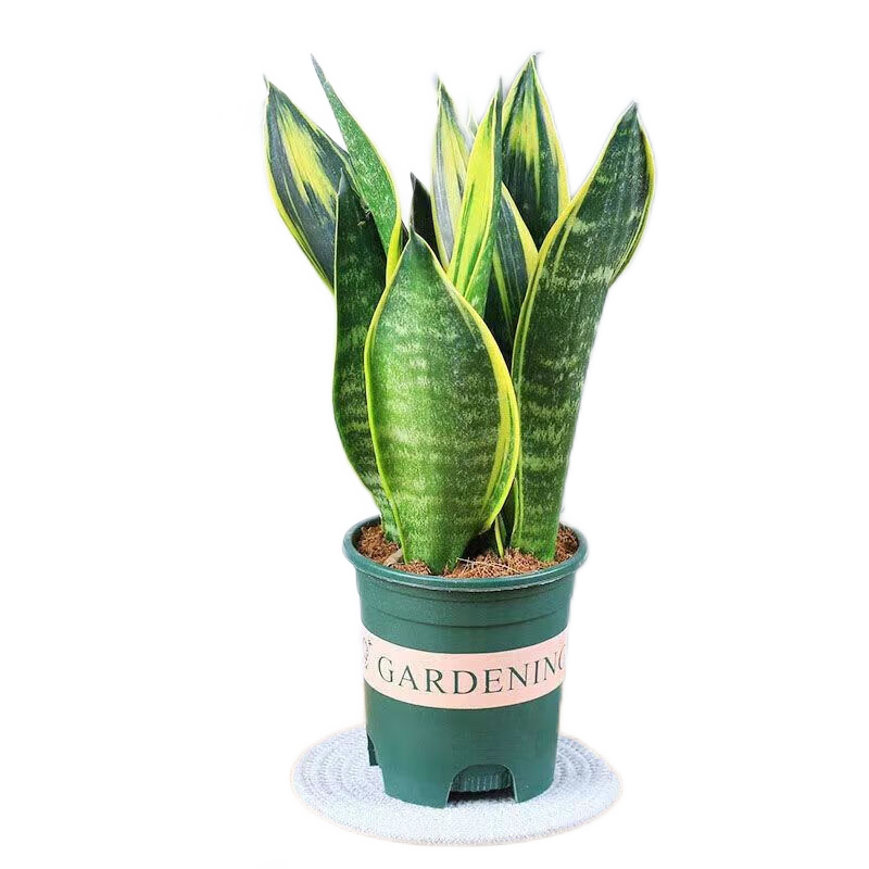 ֮Ƥڻֲ Ƥ40-50CM+0.5 Դͷֱ