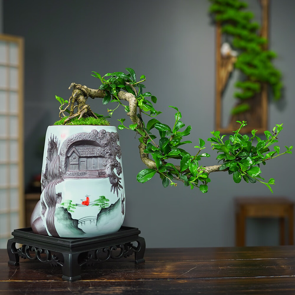 植绝大叶福建茶盆景室内好样喜光小植物桌面禅意微盆景开花小盆景