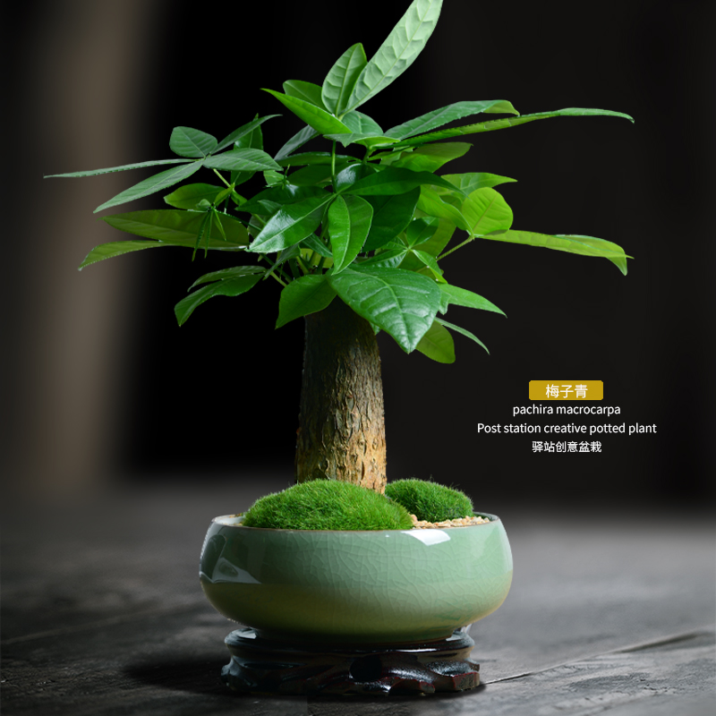 发财树绿植盆小栽植物客厅办公室内桌面招财树盆景四季常青 发财树