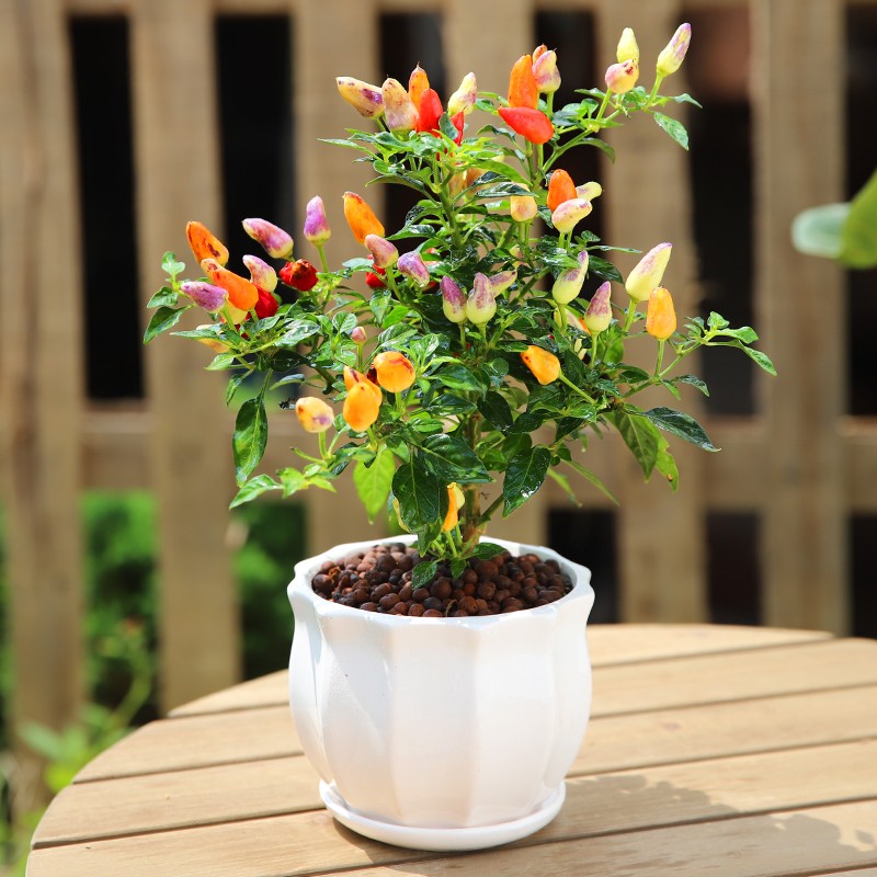 彩椒盆栽 可食用七彩椒耐热耐晒观赏小辣椒植物室内阳台盆栽观果植物