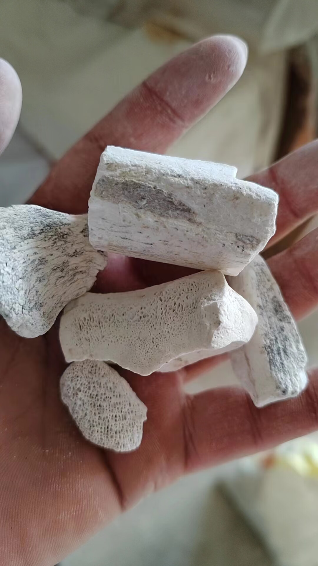 北京同仁堂中药材龙骨生龙骨白龙骨龙齿野生龙骨水洗去泥土龙骨 精选