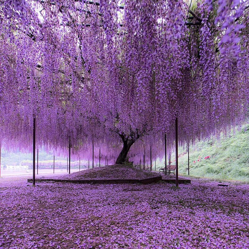 盆栽 攀援植物 藤本 花树 紫藤树苗 紫藤 藤本花卉 紫藤花树苗 紫玉藤