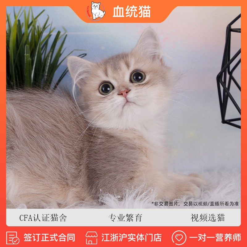 喵昔【签订正规合同】英长蓝金渐层纯种幼崽猫咪活体长毛蓝金渐层宠物