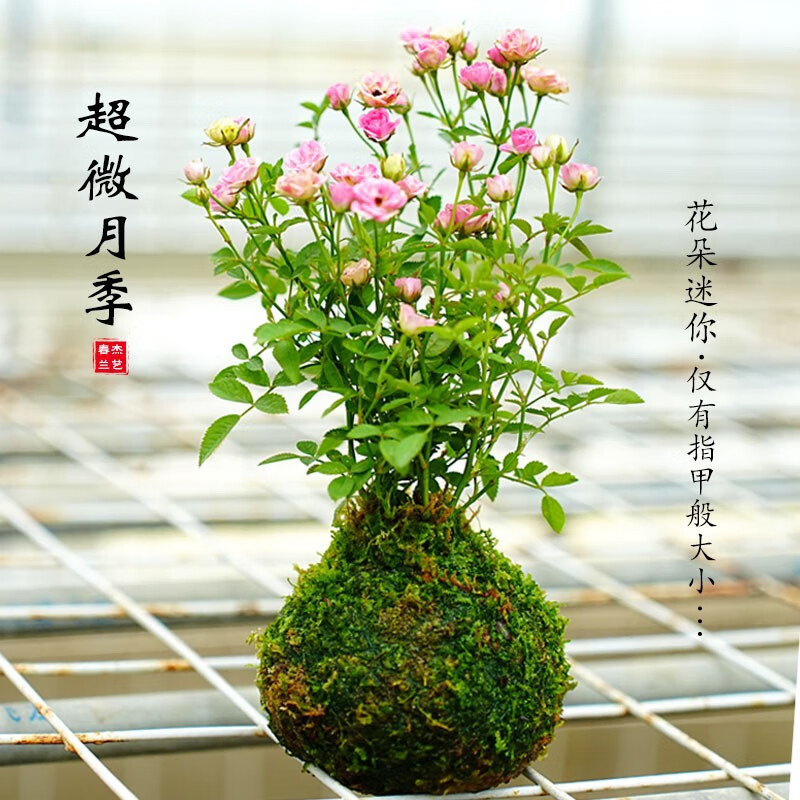 姒桀带花苞四季开花迷你超微型月季苔藓球阳台净化空气办公桌面绿花卉