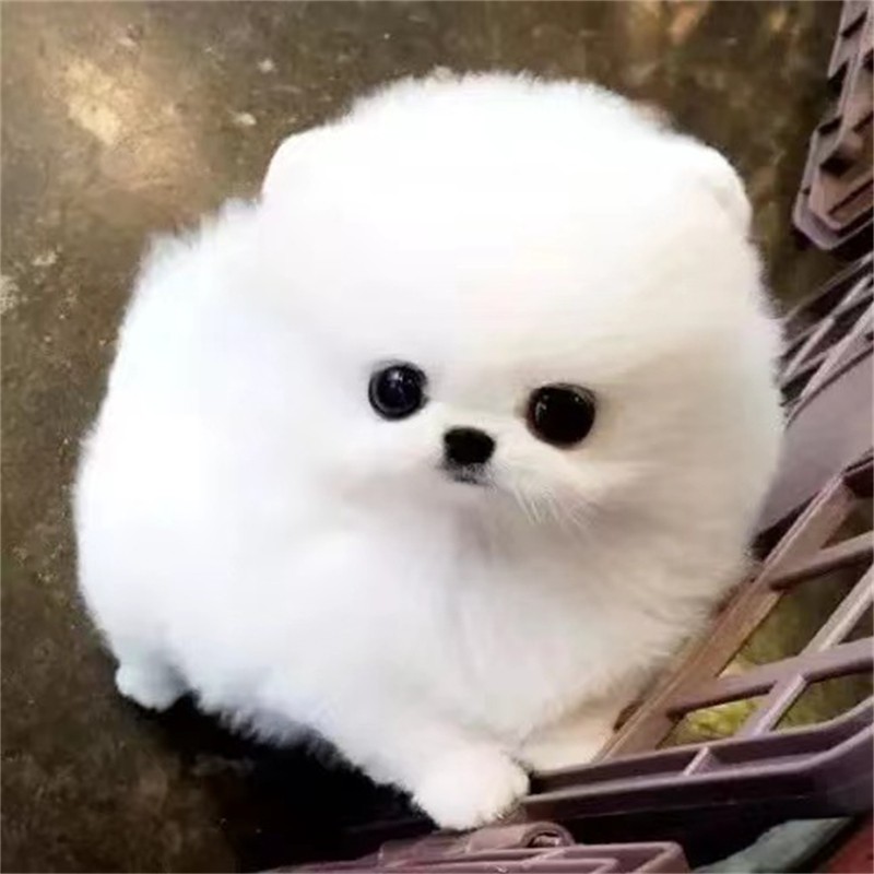 博美犬 相关京东优惠商品 2 价格图片品牌优惠券 虎窝购 博美犬 相关京东优惠商品 2 价格图片品牌优惠券 虎窝购