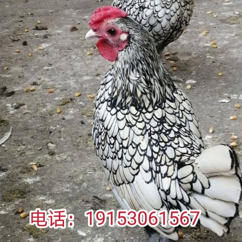 纯种波兰鸡小体观赏鸡活苗小体型宠物观赏鸡活物