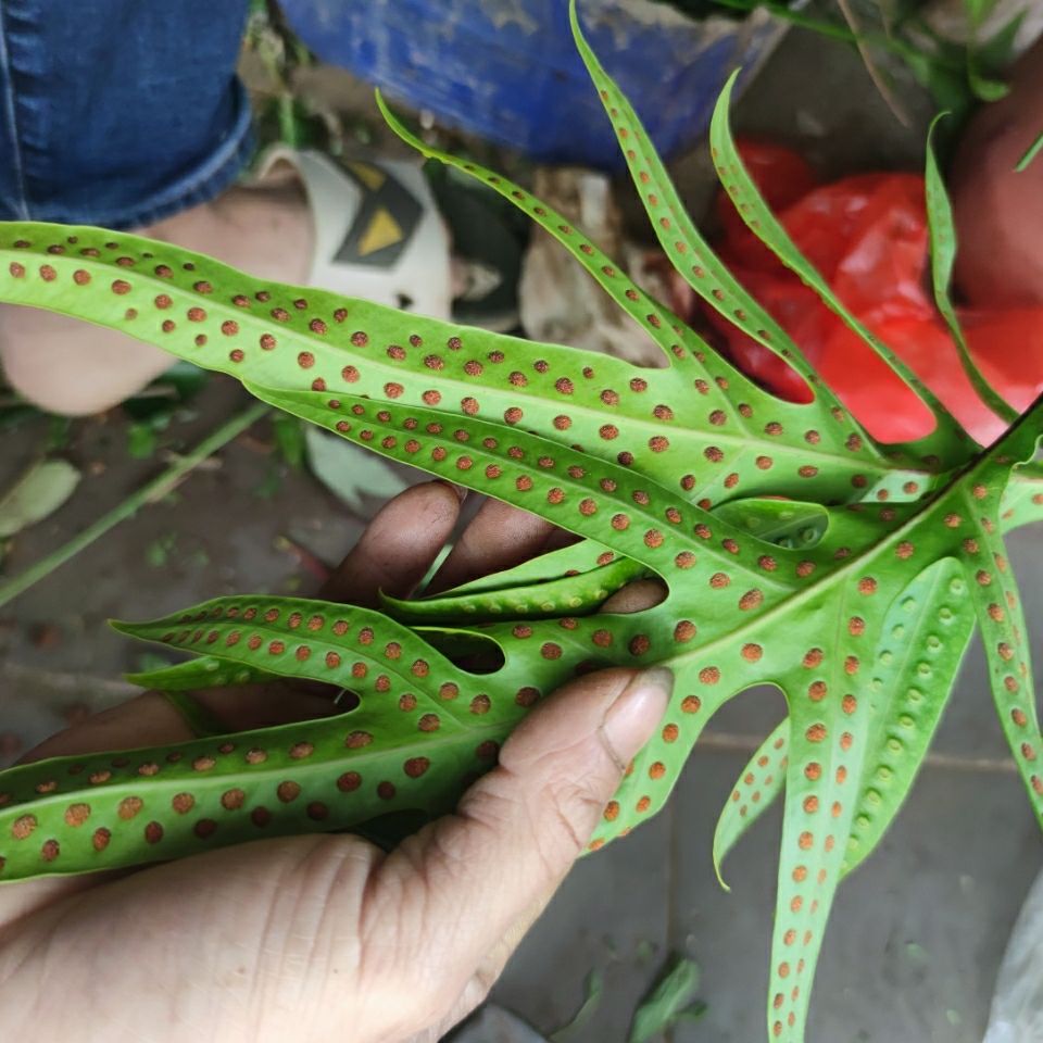 伟博行脉门,通关窍 内伤 七星剑 脉门草 公神草 500克 500克