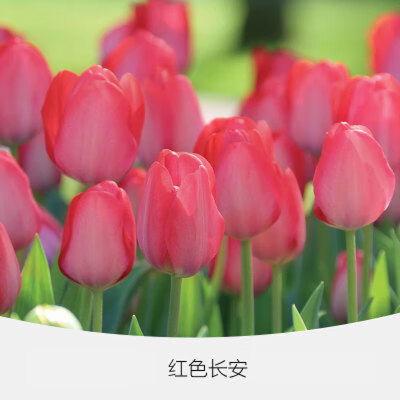 郁金香种球耐寒易活大种球室内水培阳台盆栽花卉庭院浓香观赏植物 柑
