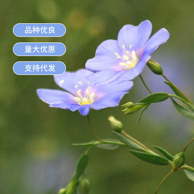 芗苒兰花亚麻花种子景区公园小区绿化工程阳台多年生易种蓝色花种子