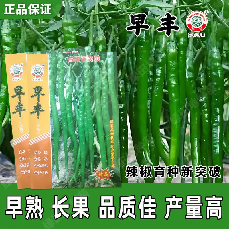 正品苏润早丰辣椒种子薄皮大果超长线椒辣味微辣香辣特辣四季秋播