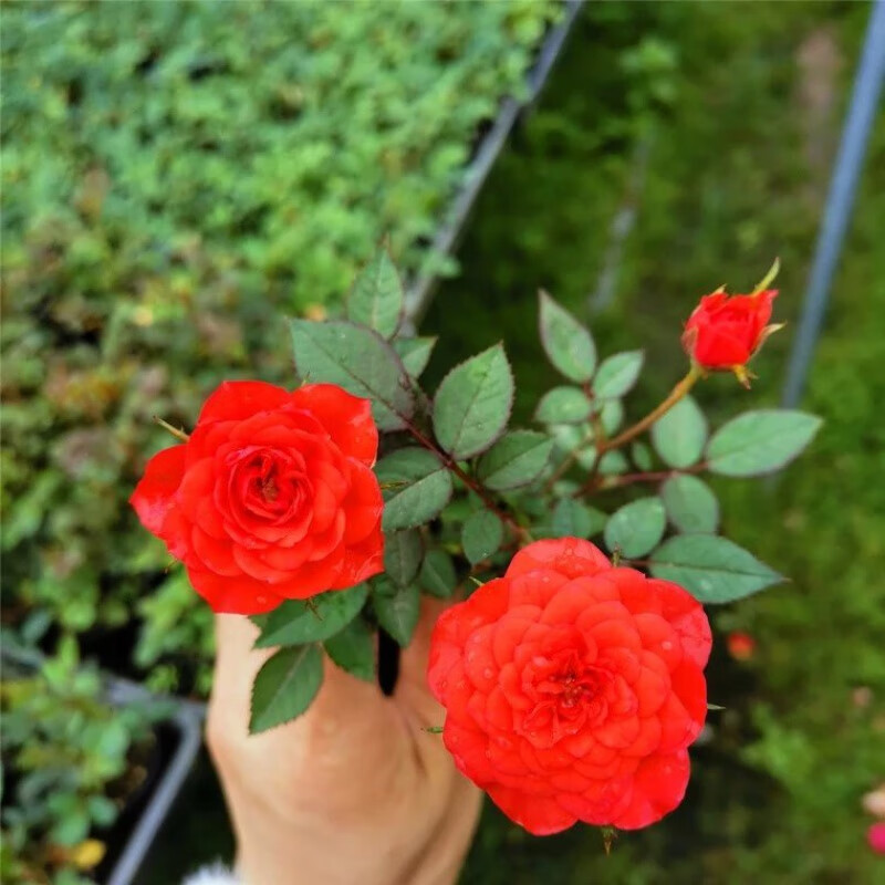 月季姬乙女姬蔷薇四季开花迷你微盆栽阳台桌面菖蒲绿植花卉 胭脂红带