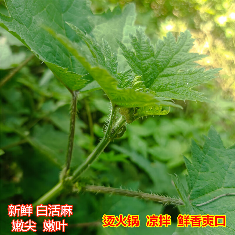 新鲜白霍麻青活麻百火麻河麻白禾麻咬人草青霍麻蝎子草荨麻草嫩尖