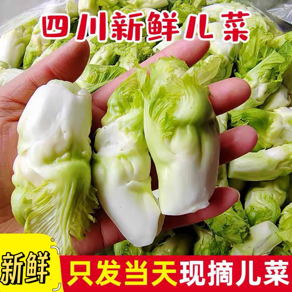 四川儿菜嫩仔菜新鲜四川嫩仔菜儿菜娃娃菜抱仔菜抱儿母子耳菜 3斤
