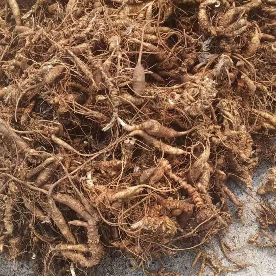 野生三七.竹节七.野生鲜品产地四川