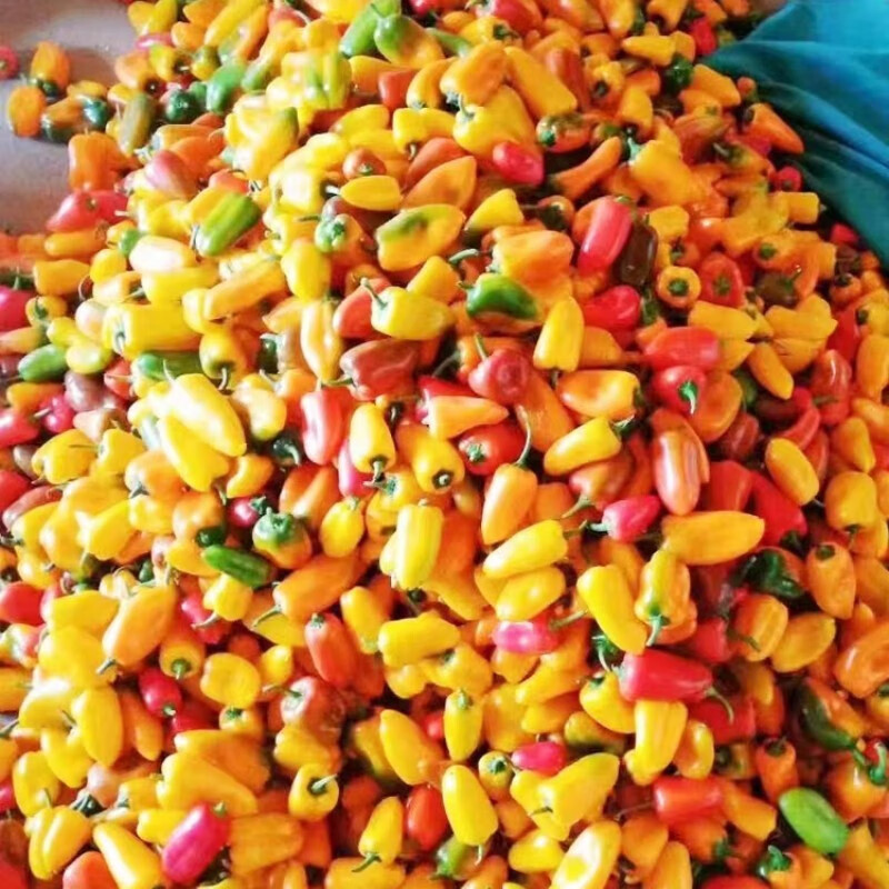 农大姐妹水果彩椒 山东五彩甜椒  七彩生吃彩椒 当季沙拉蔬菜新鲜甜椒凉拌 顺丰冷链上门4斤