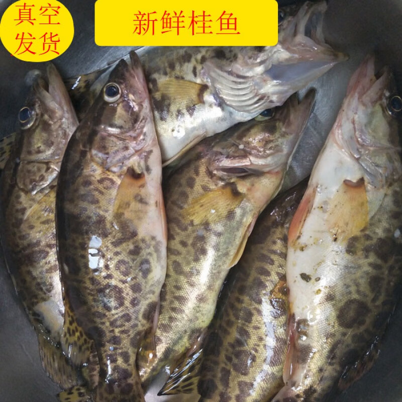 铭心 丹江口直发 新鲜鳜鱼 桂鱼鳜花桂花季花鱼 料理