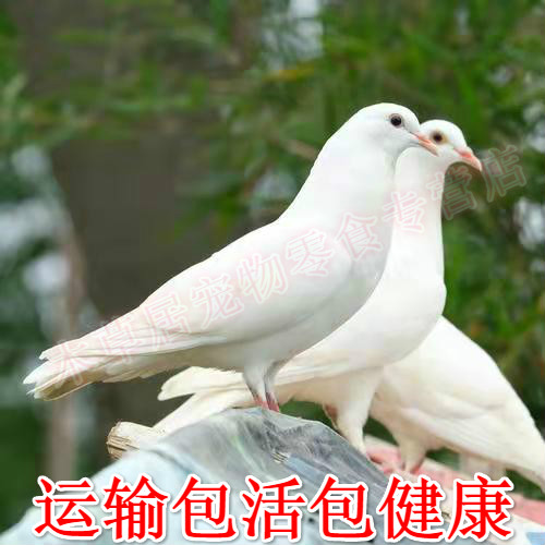 鸽子活体信鸽一对白羽王青年鸽幼鸽种鸽观赏鸽白色肉鸽包活 白羽王小