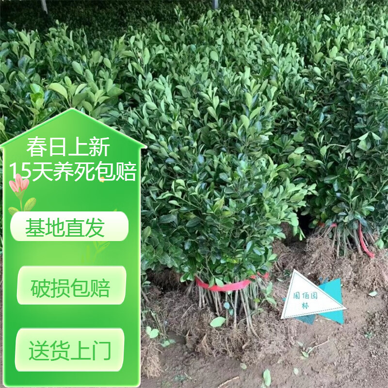 中梦冬青树苗万年青庭院冬青苗室外绿化苗围墙绿篱绿化带新鲜 冬青50