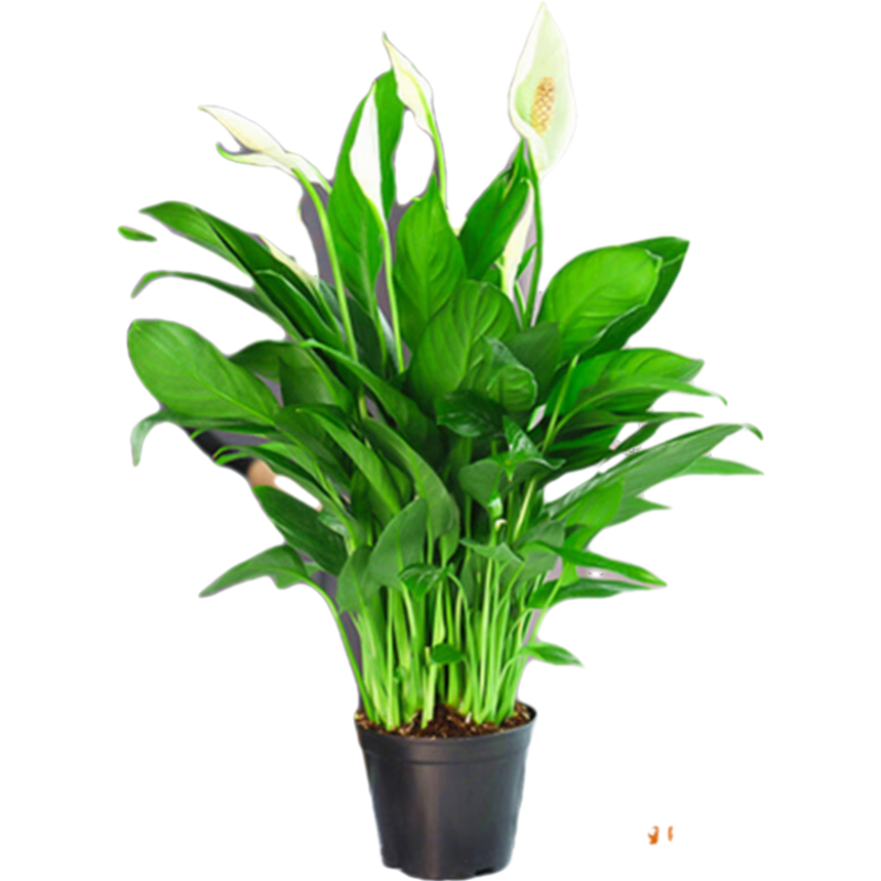 �������������һ����˳ˮ��ֲ�����ں���������ֲˮ���ļ�����ֲ������ ����������������6-8��(ԭ����) ����