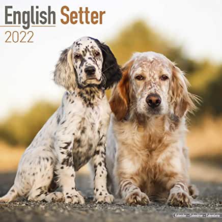 预订english setter 2022 wall calendar