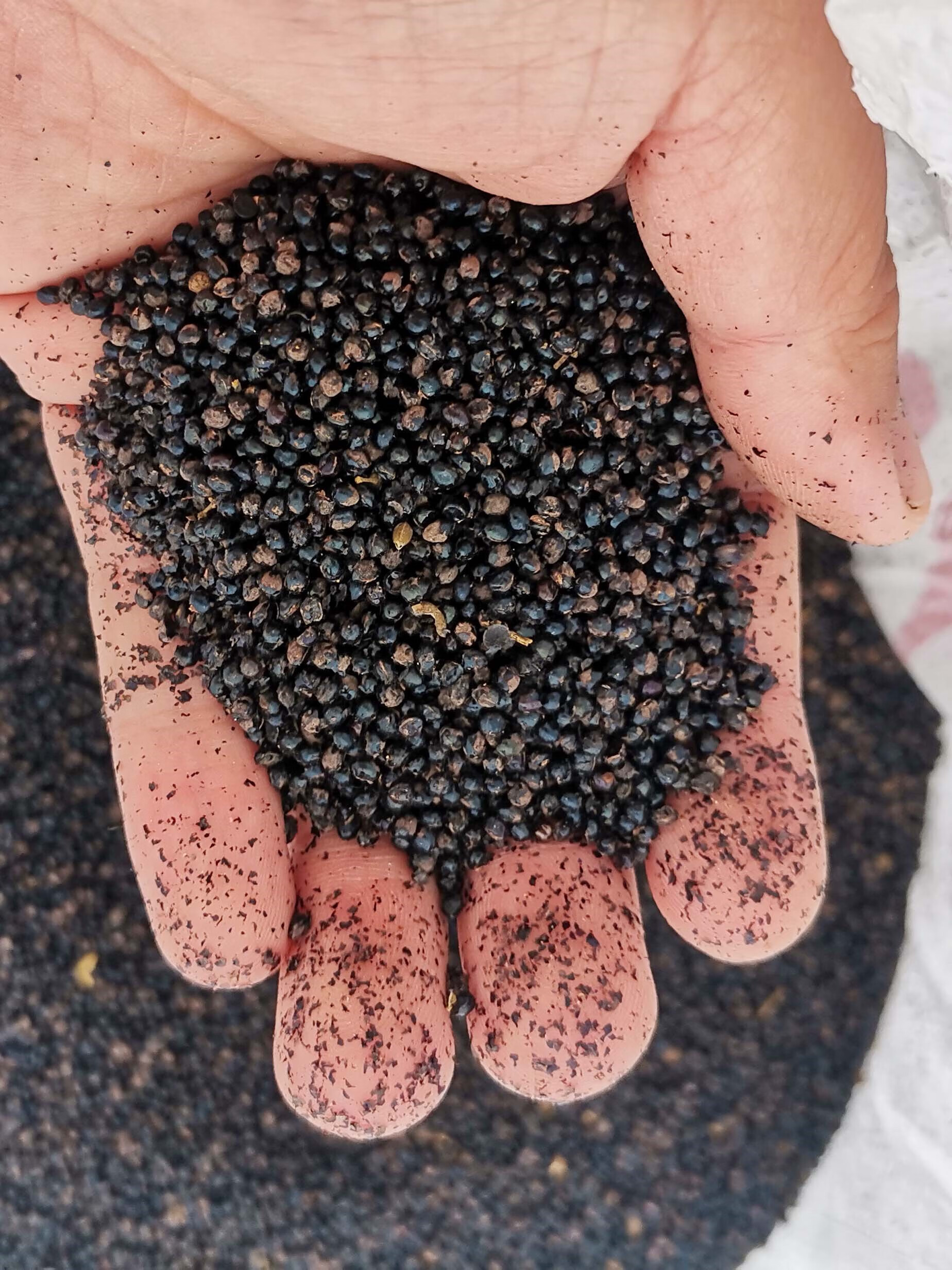 芗苒三叉苦种子四季播种用种籽籽 三叉苦种子一斤