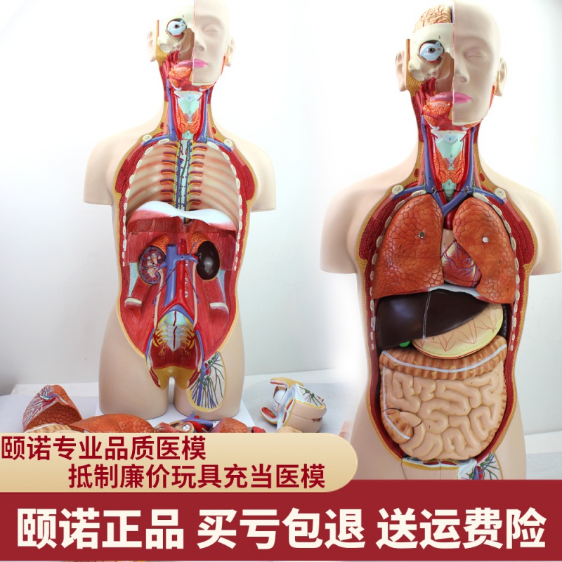 人体躯干内脏解剖医学教学器官模型 enovo颐诺心脏肝脏肾脏胃肠道