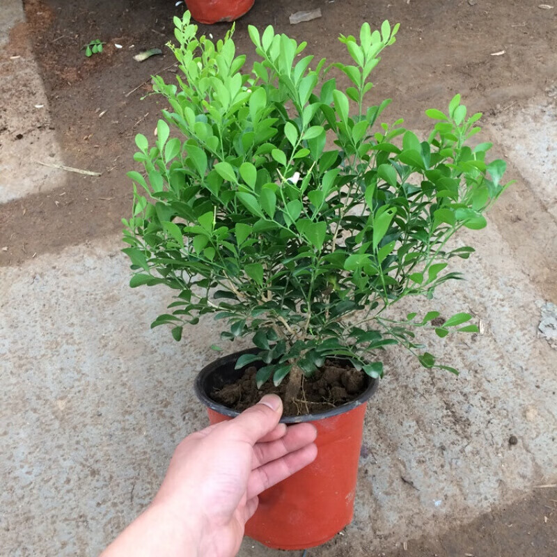 春之者 九里香盆栽室内客厅阳台桌面绿植花卉又名七里千里香植物大苗