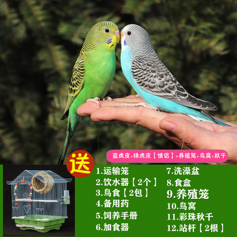 鹦鹉活鸟鸟活物玄风鹦鹉中小型会说话鹦鹉活体物宠物 一只蓝虎皮 一只