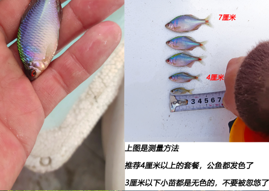 水族活体最低价在什么时候|水族活体价格比较